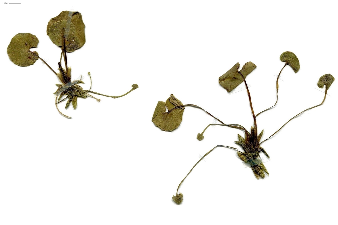 Hydrocharis morsus-ranae (Hydrocharitaceae)